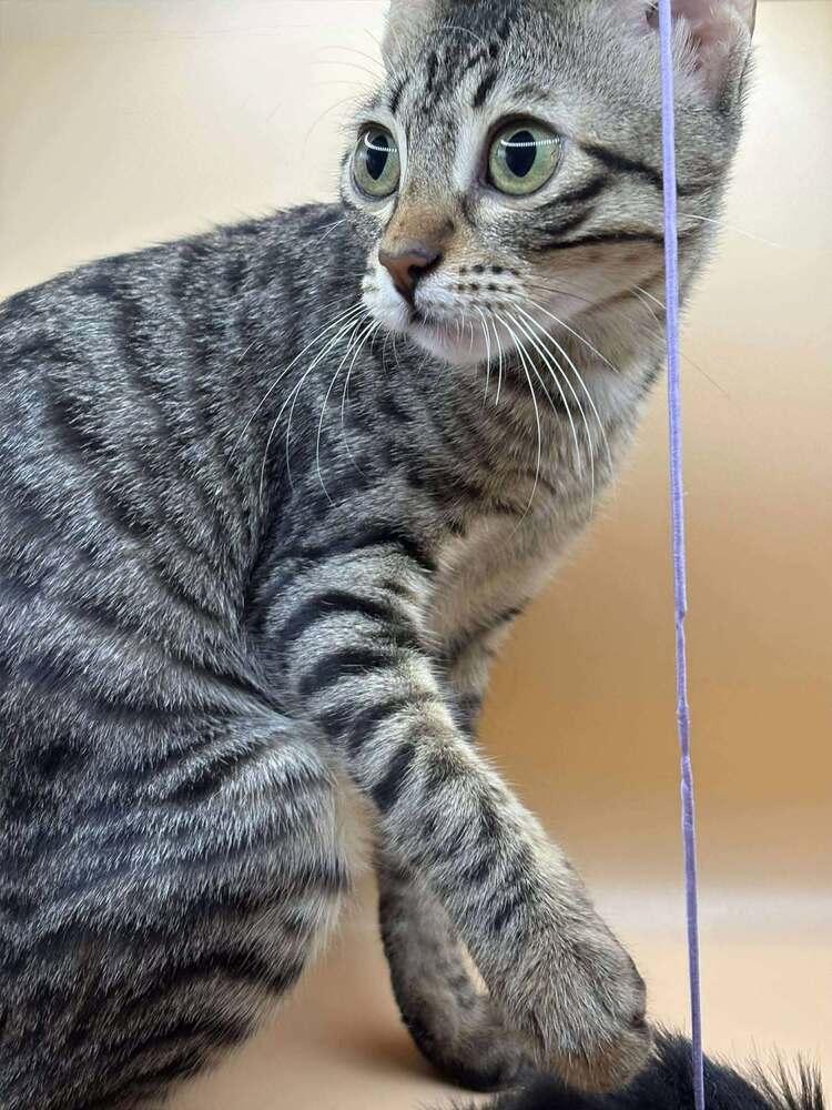 Enlarge Stella, a Adoptable Egyptian Mau in WOLCOTT, CT image 3/6