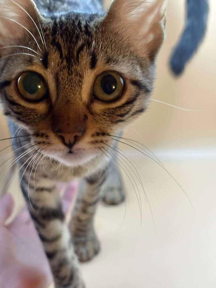 Enlarge Stella, a Adoptable Egyptian Mau in WOLCOTT, CT image 4/6