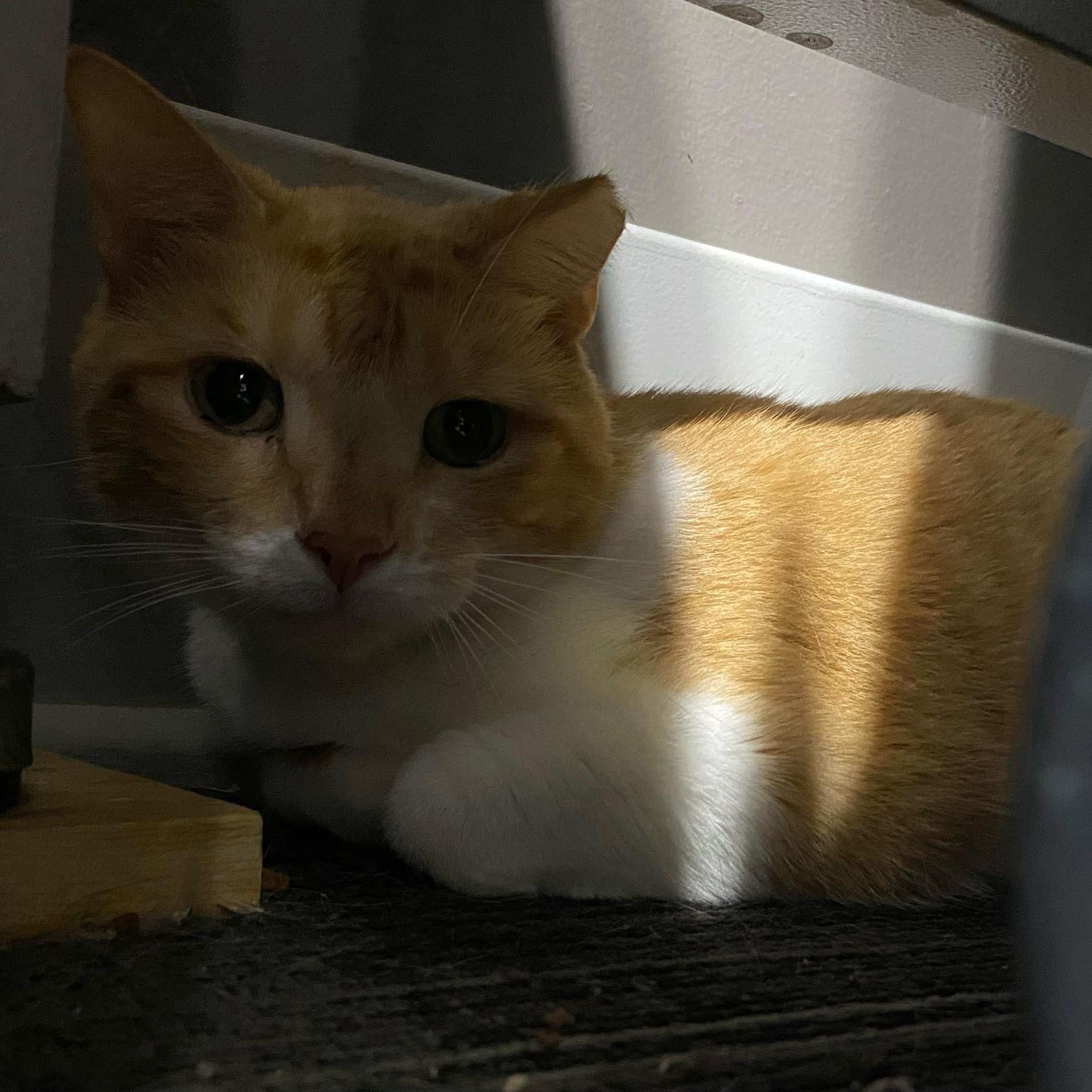 Do-Si-Do, Adoptable, Senior Female Domestic Short Hair.