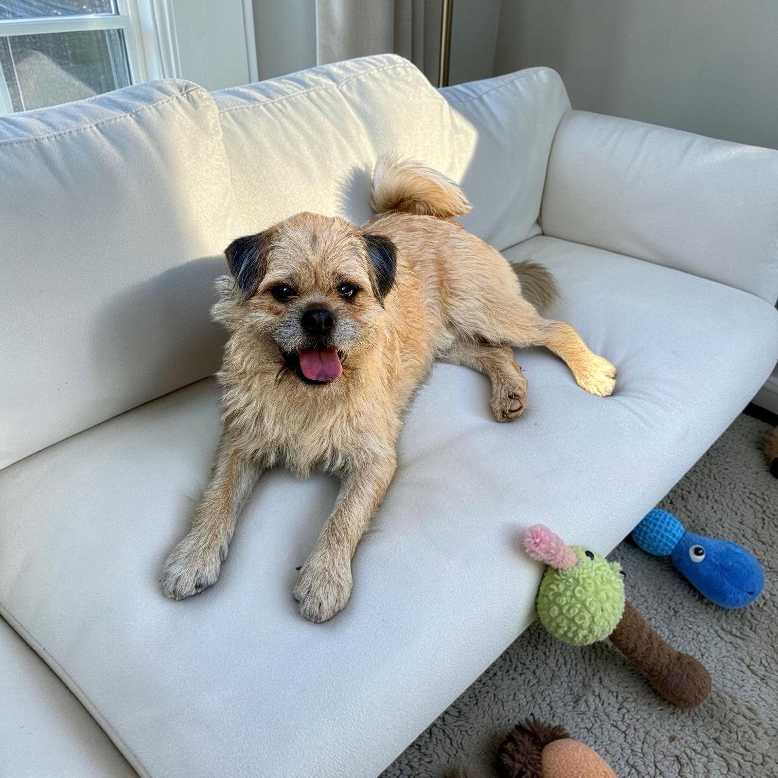 Stan, Adoptable, Young Male Brussels Griffon.