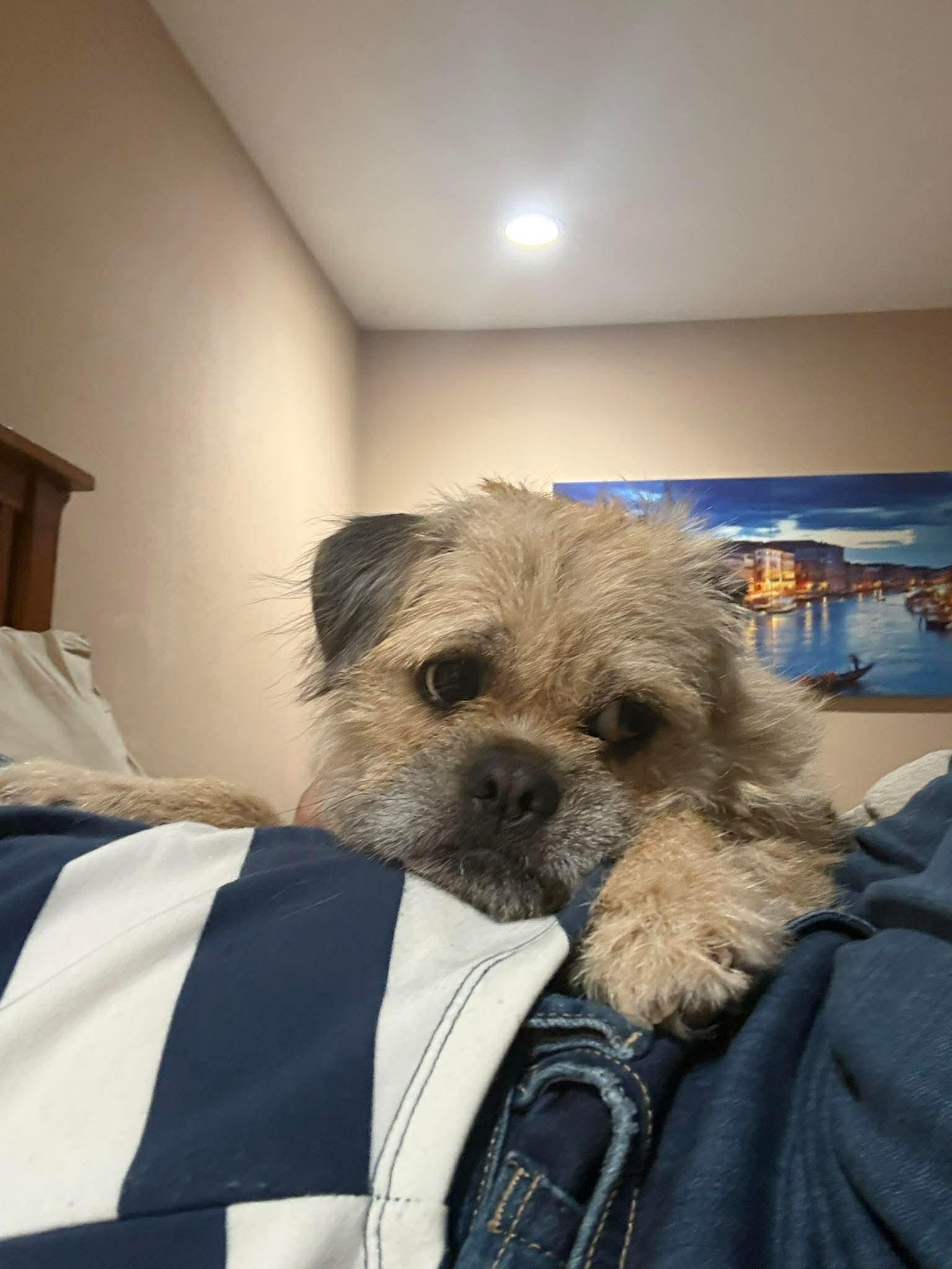 Enlarge Stan, a Adoptable Brussels Griffon in Orange, CA image 2/2