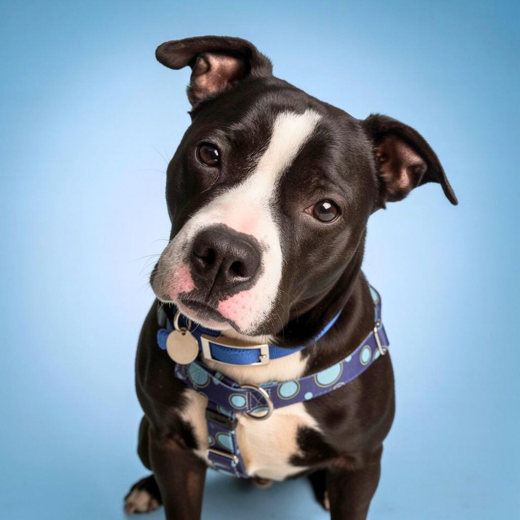 Ella, Adoptable, Young Female Mixed Breed.