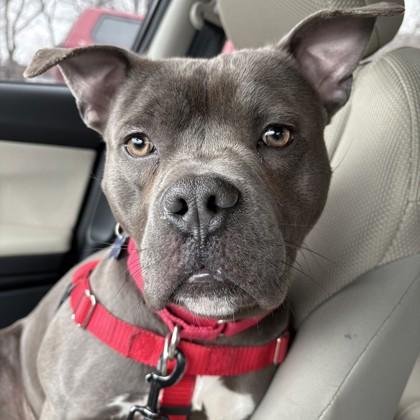 Blanco, Adoptable, Young Male Pit Bull Terrier & Staffordshire Bull Terrier.