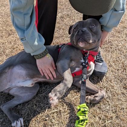 Enlarge Blanco, a Adoptable mixed breed in Wheaton, IL image 2/3