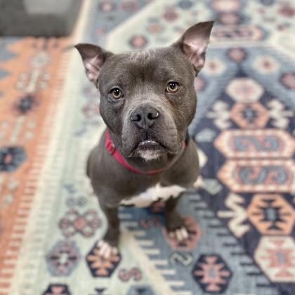 Enlarge Blanco, a Adoptable mixed breed in Wheaton, IL image 3/3