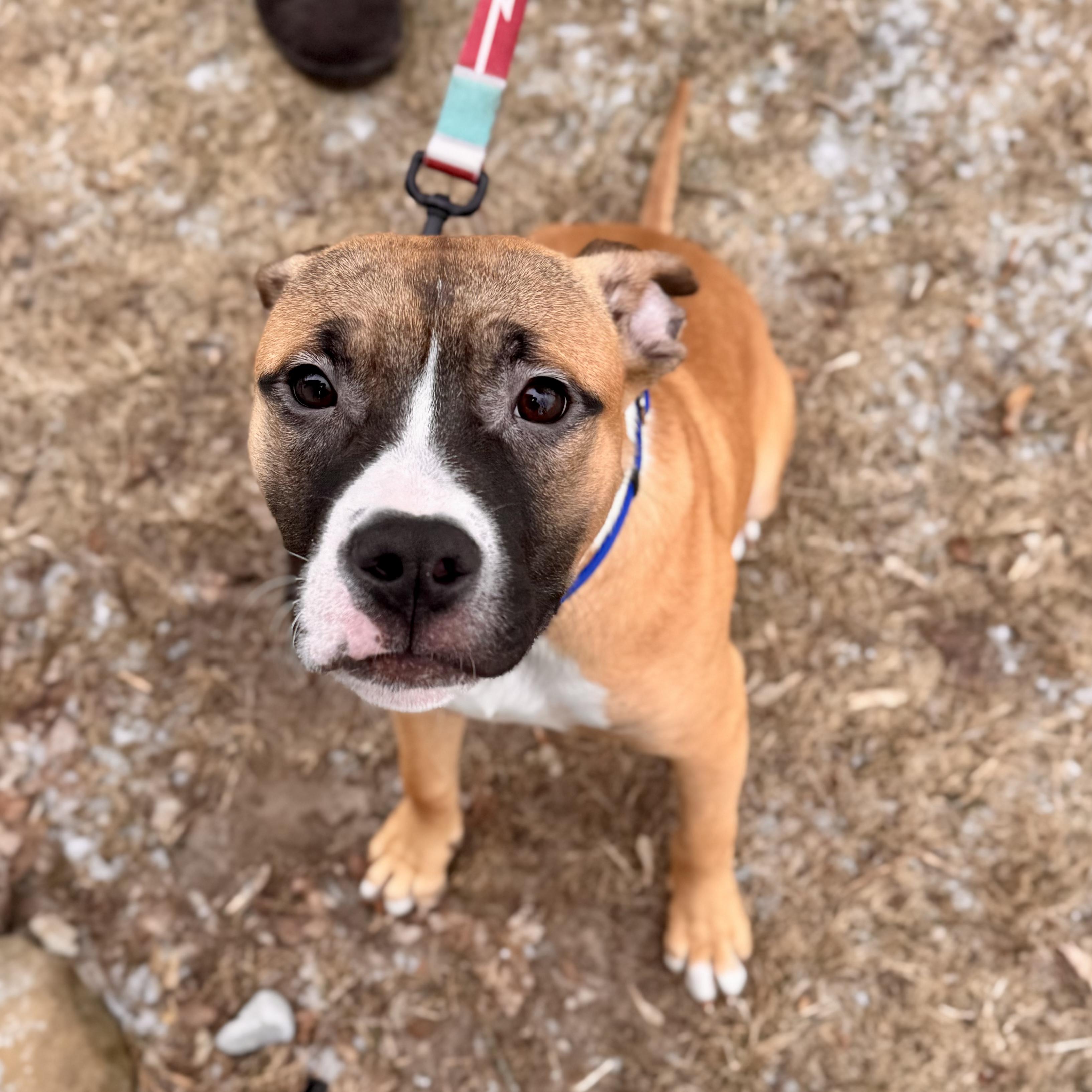 Enlarge Acorn , an adopted Mixed Breed in Midland, MI image 2/2