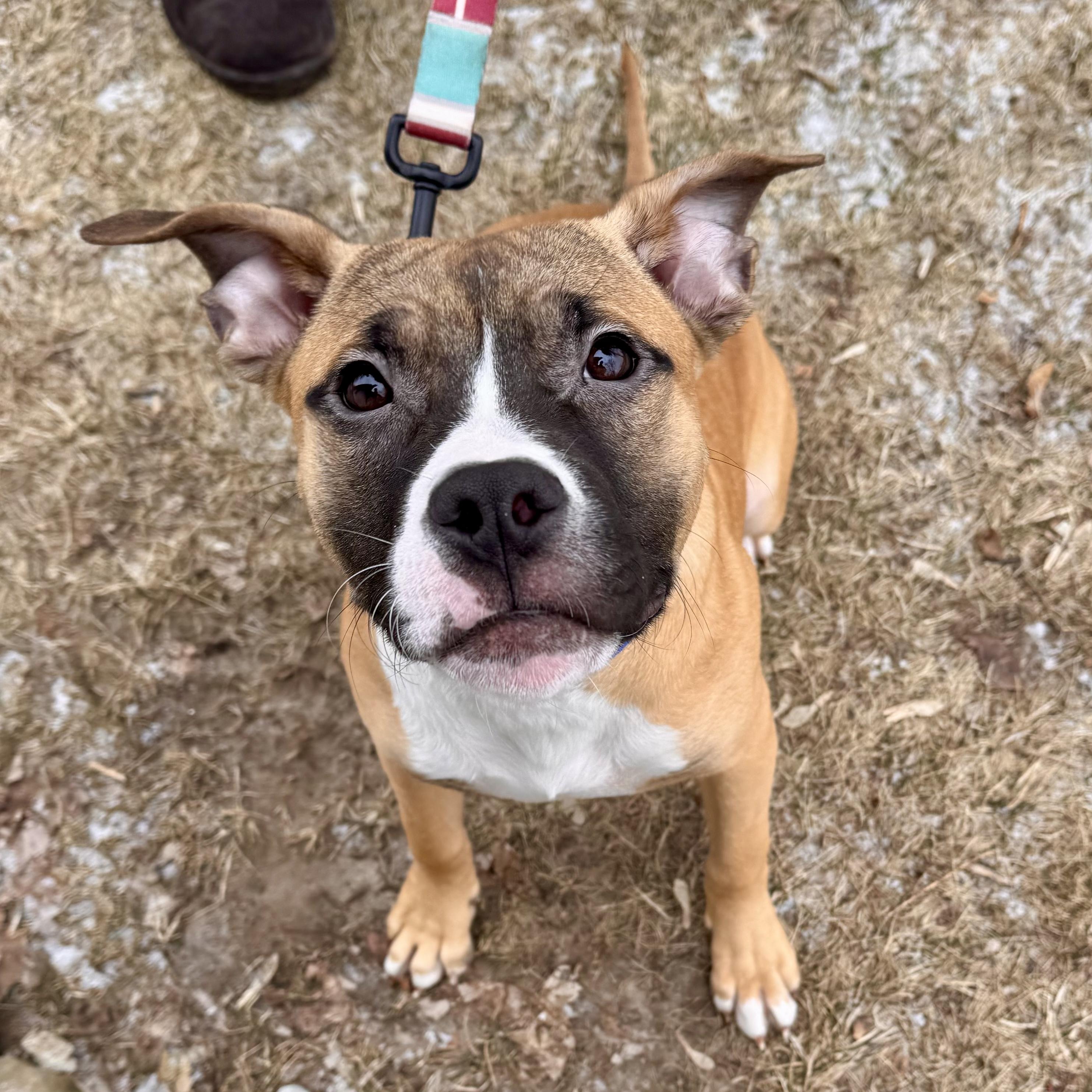 Acorn , adopted, Puppy Male Mixed Breed.
