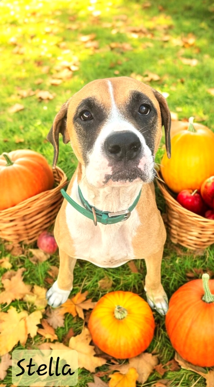 Dog for adoption Stella, a Boxer Mix in Winter haven, FL Petfinder