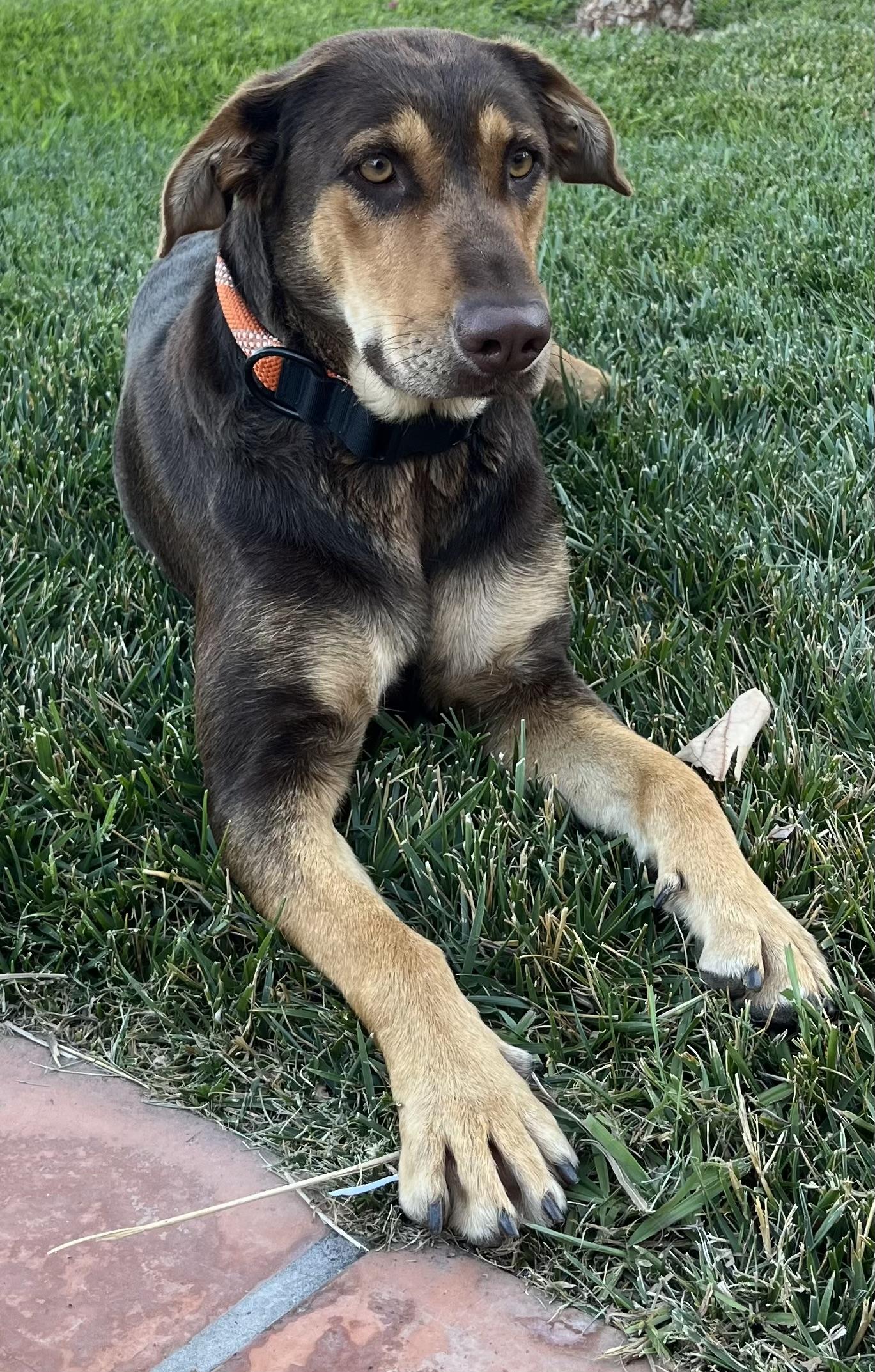 Enlarge Route, a Adopted mixed breed in Temecula, CA image 2/5