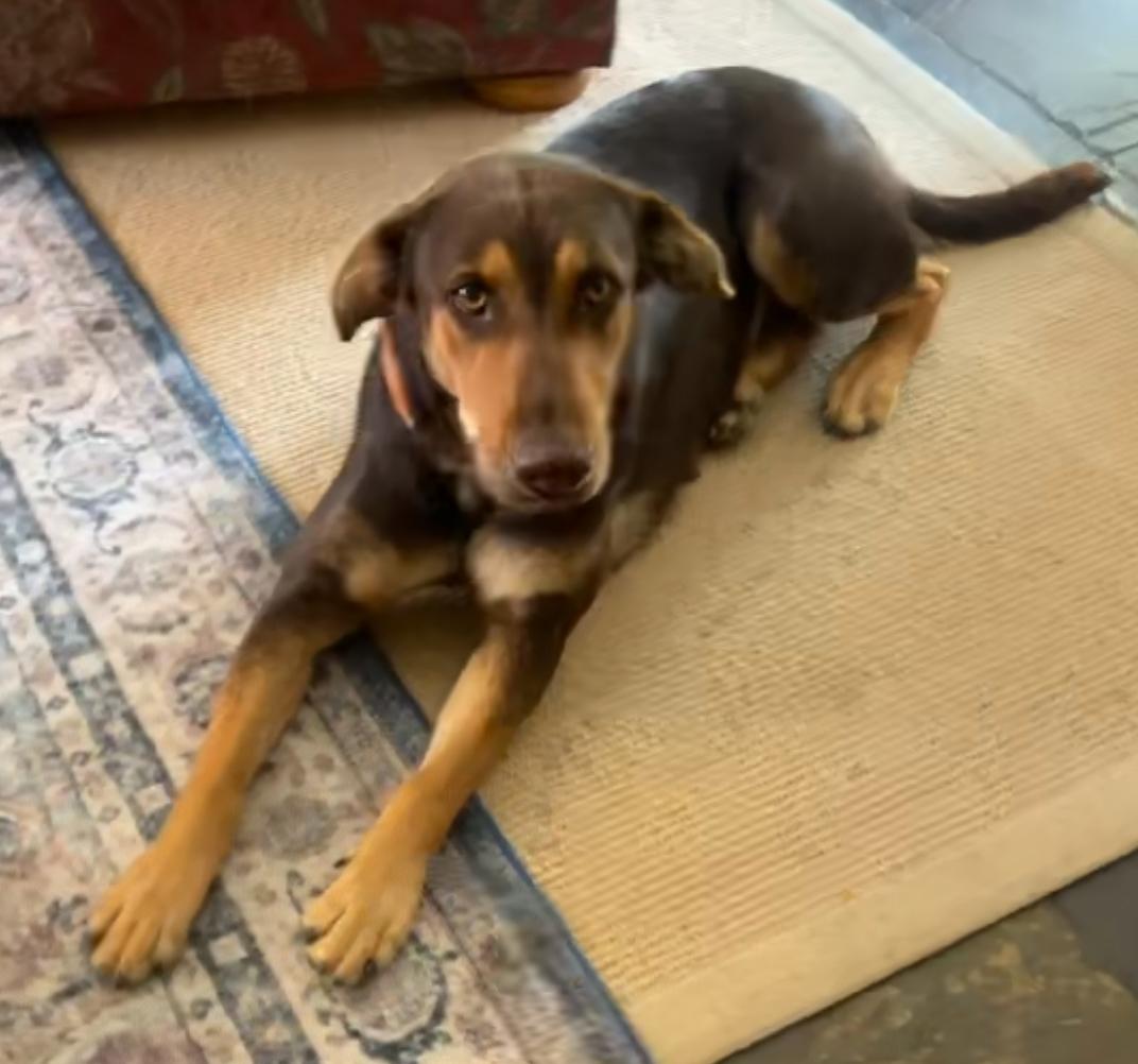 Enlarge Route, a Adopted mixed breed in Temecula, CA image 1/5