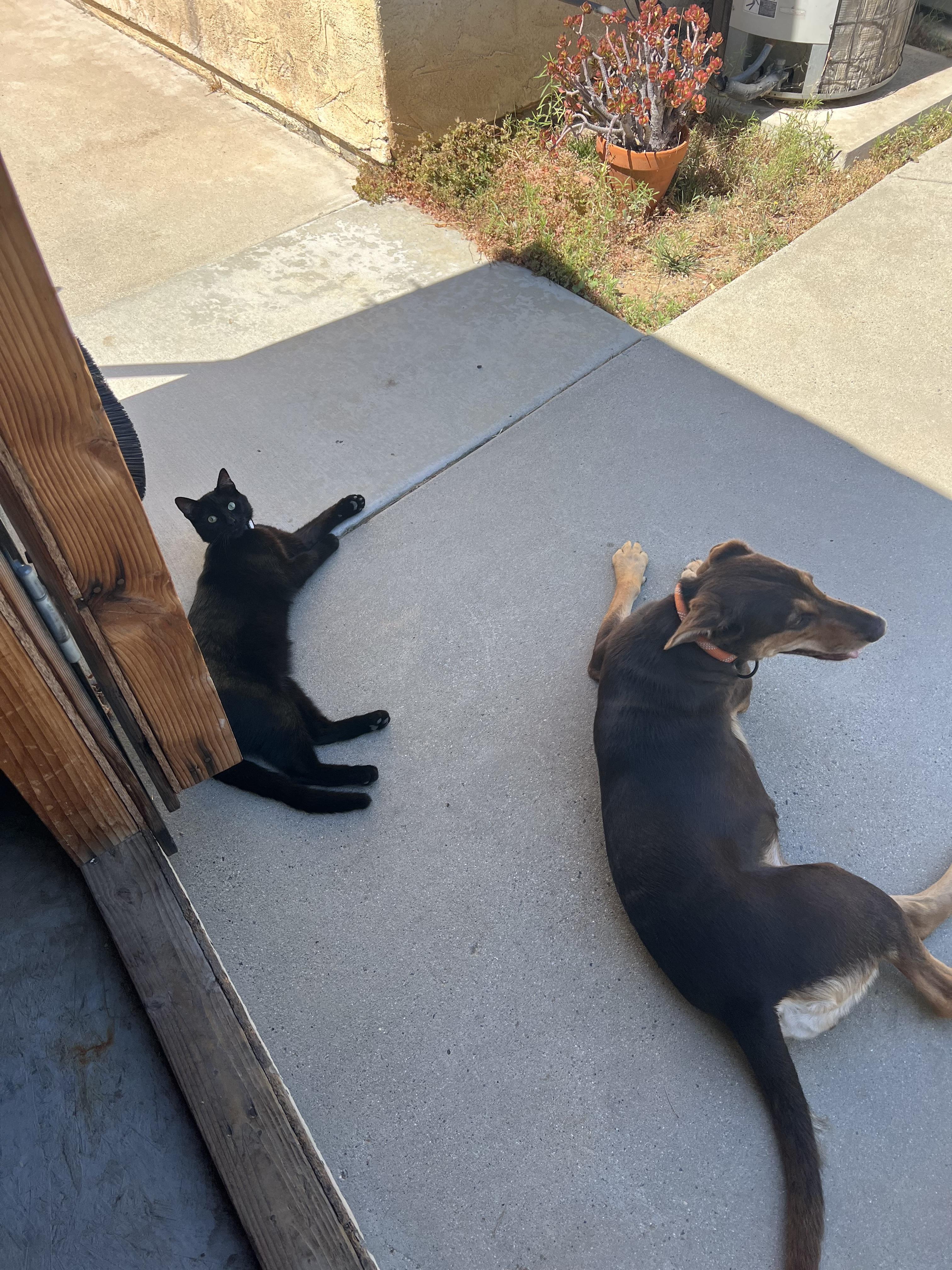 Enlarge Route, a Adopted mixed breed in Temecula, CA image 5/5