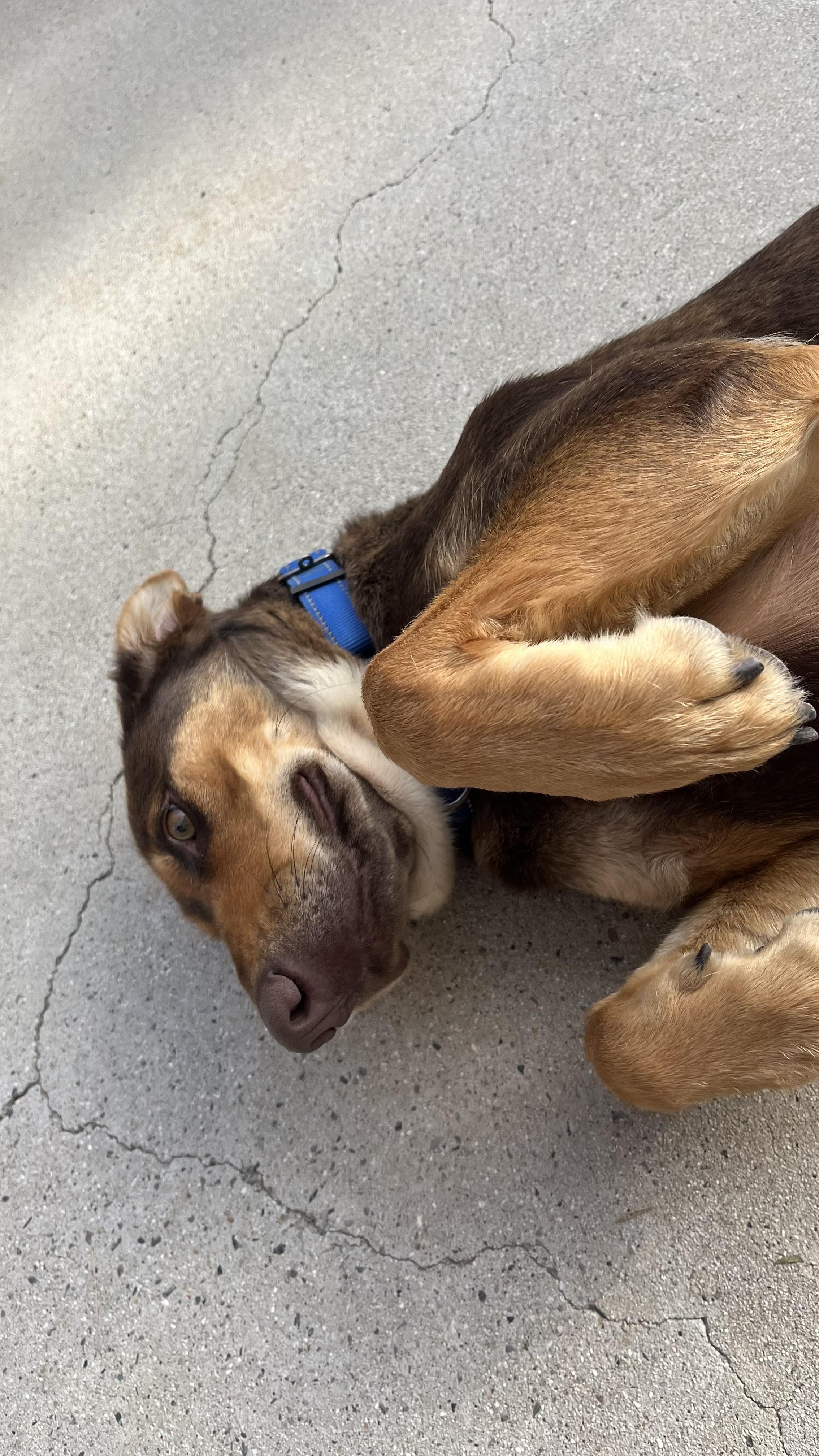 Enlarge Route, a Adopted mixed breed in Temecula, CA image 3/5