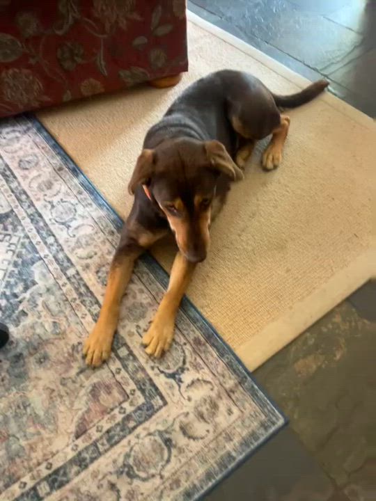 Enlarge Route, a Adopted mixed breed in Temecula, CA video 4/5