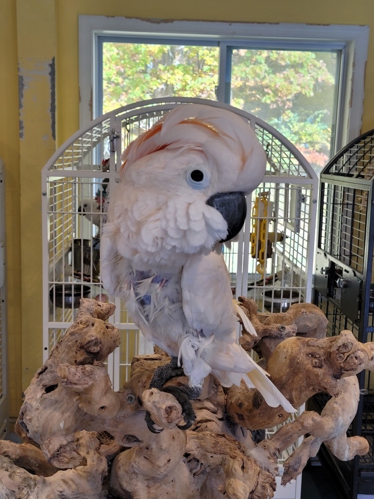 Enlarge Lulu, a Adopted Cockatoo in Blairstown, NJ image 1/1