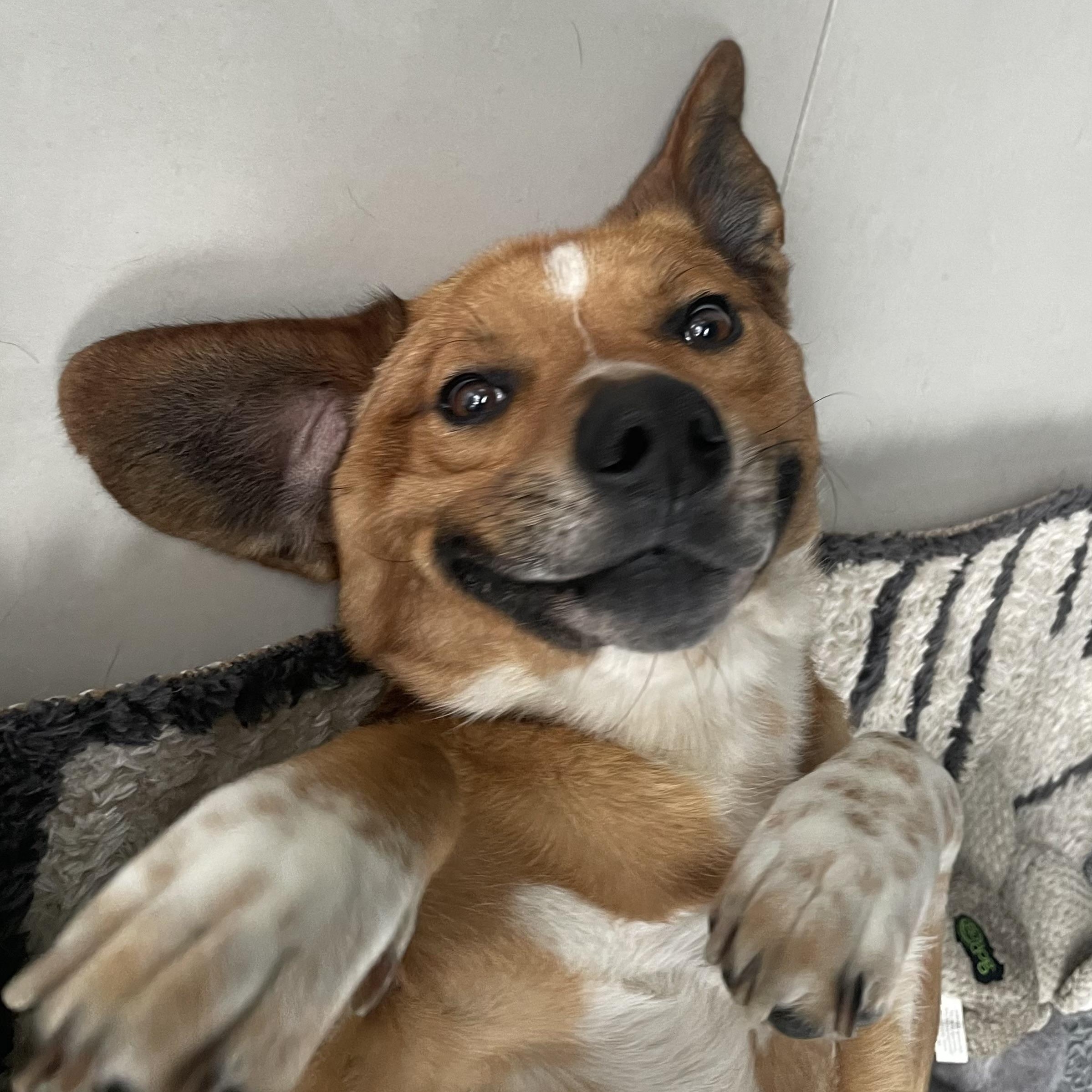 Harvey