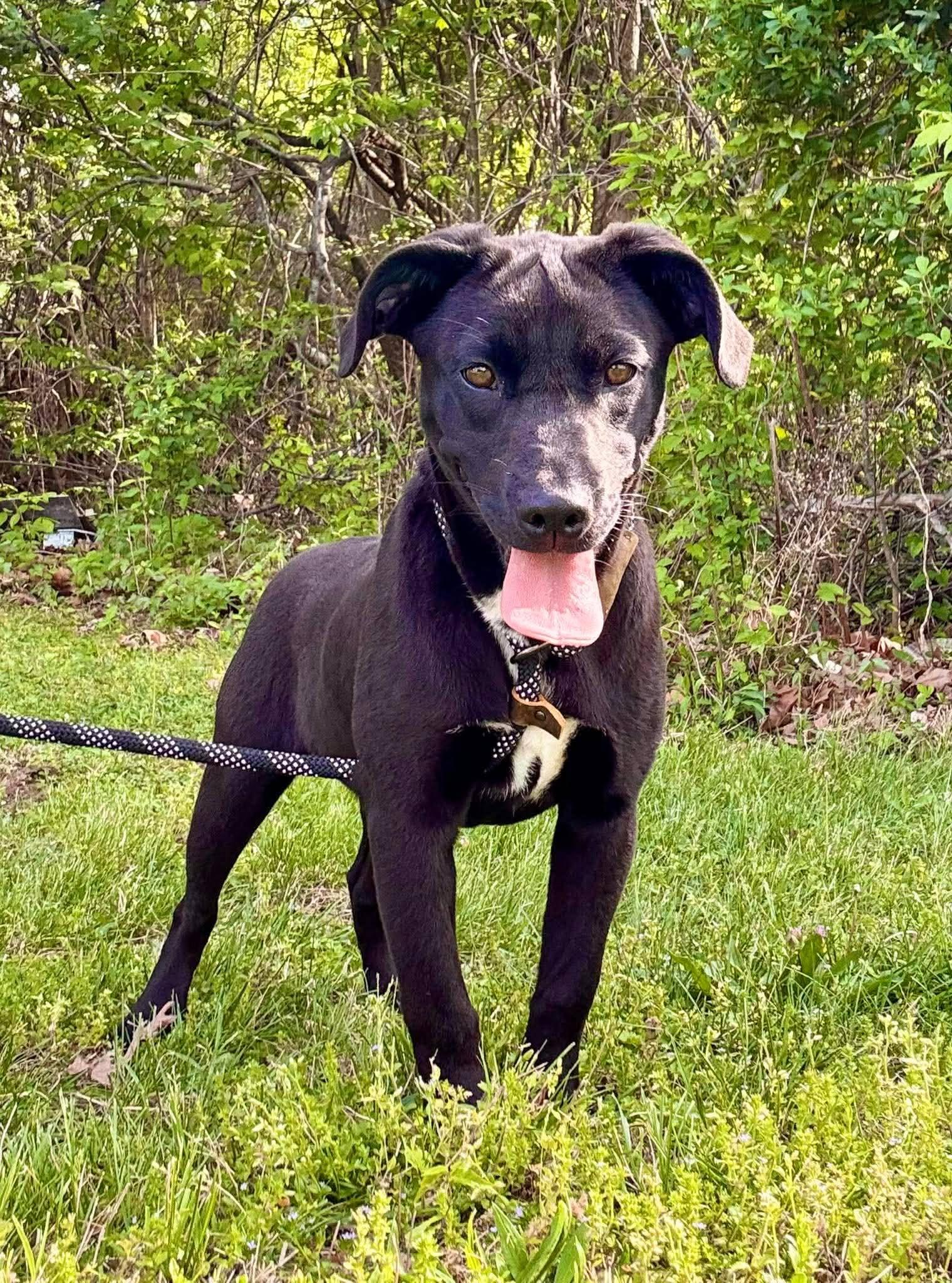 Sophie, adopted, Young Female Labrador Retriever.