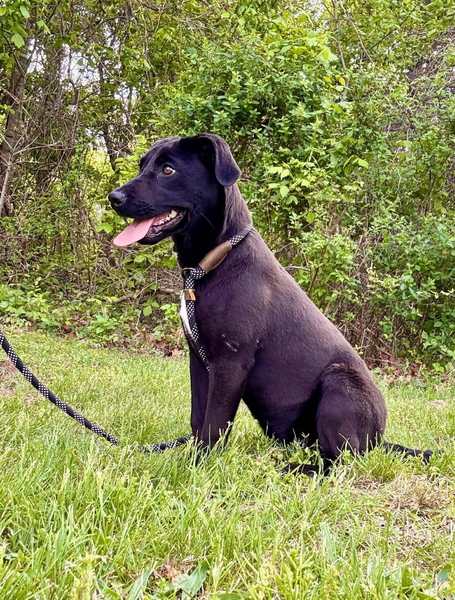 Enlarge Sophie, an adopted Labrador Retriever in Waverly, TN image 3/3