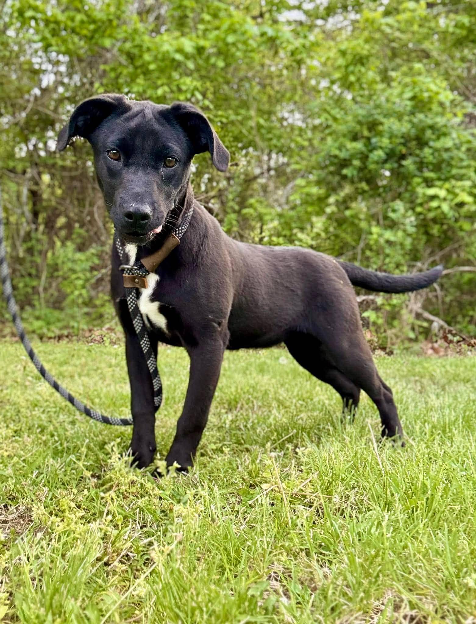 Enlarge Sophie, an adopted Labrador Retriever in Waverly, TN image 2/3