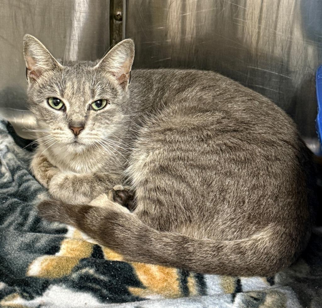 Kitty Gaga, Adoptable, Young Female Domestic Short Hair.