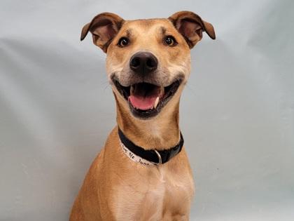Enlarge Juna, a Adoptable mixed breed in Coon Rapids, MN image 1/1
