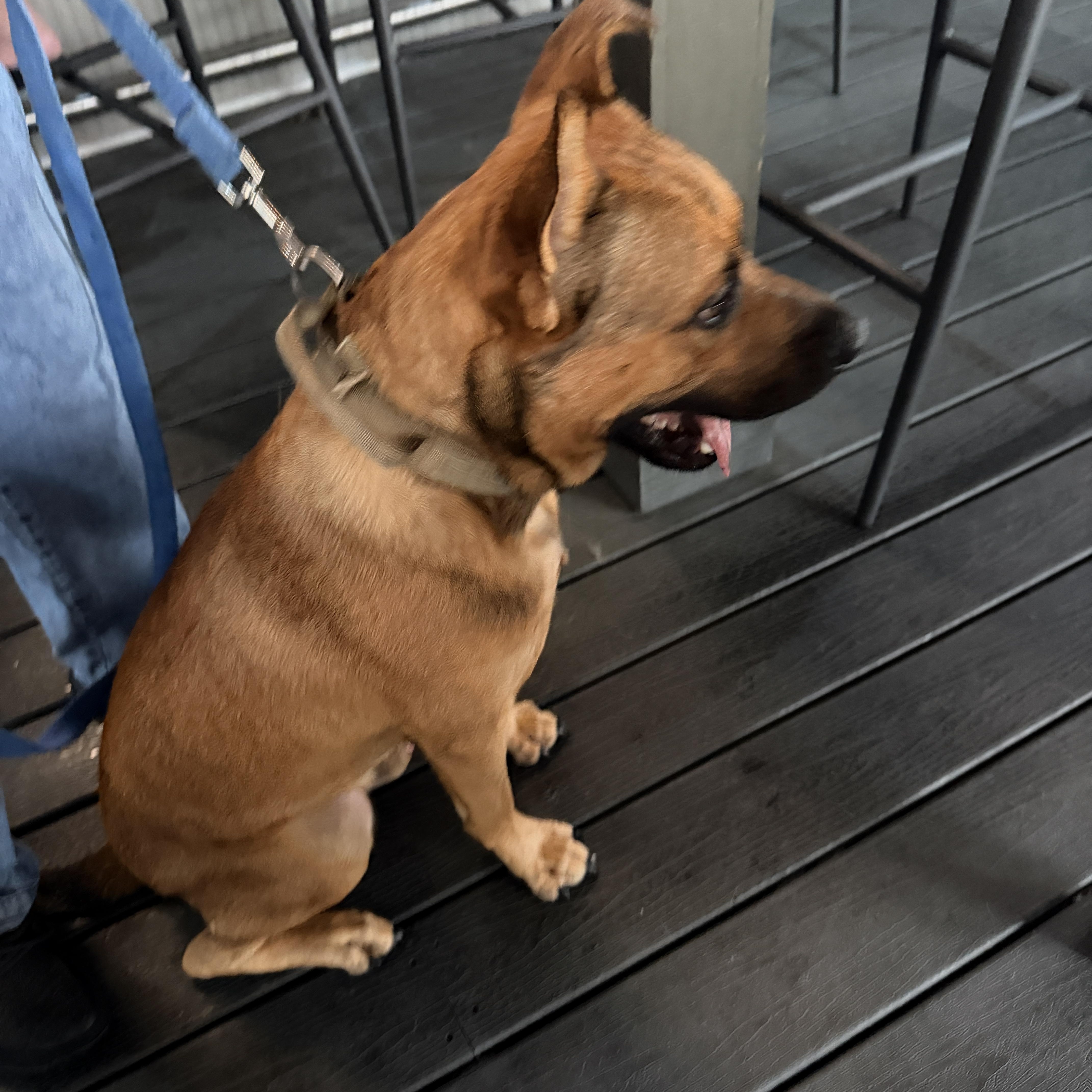 Rey, a ADOPTABLE mixed breed in LEHIGH ACRES, FL image 4/6