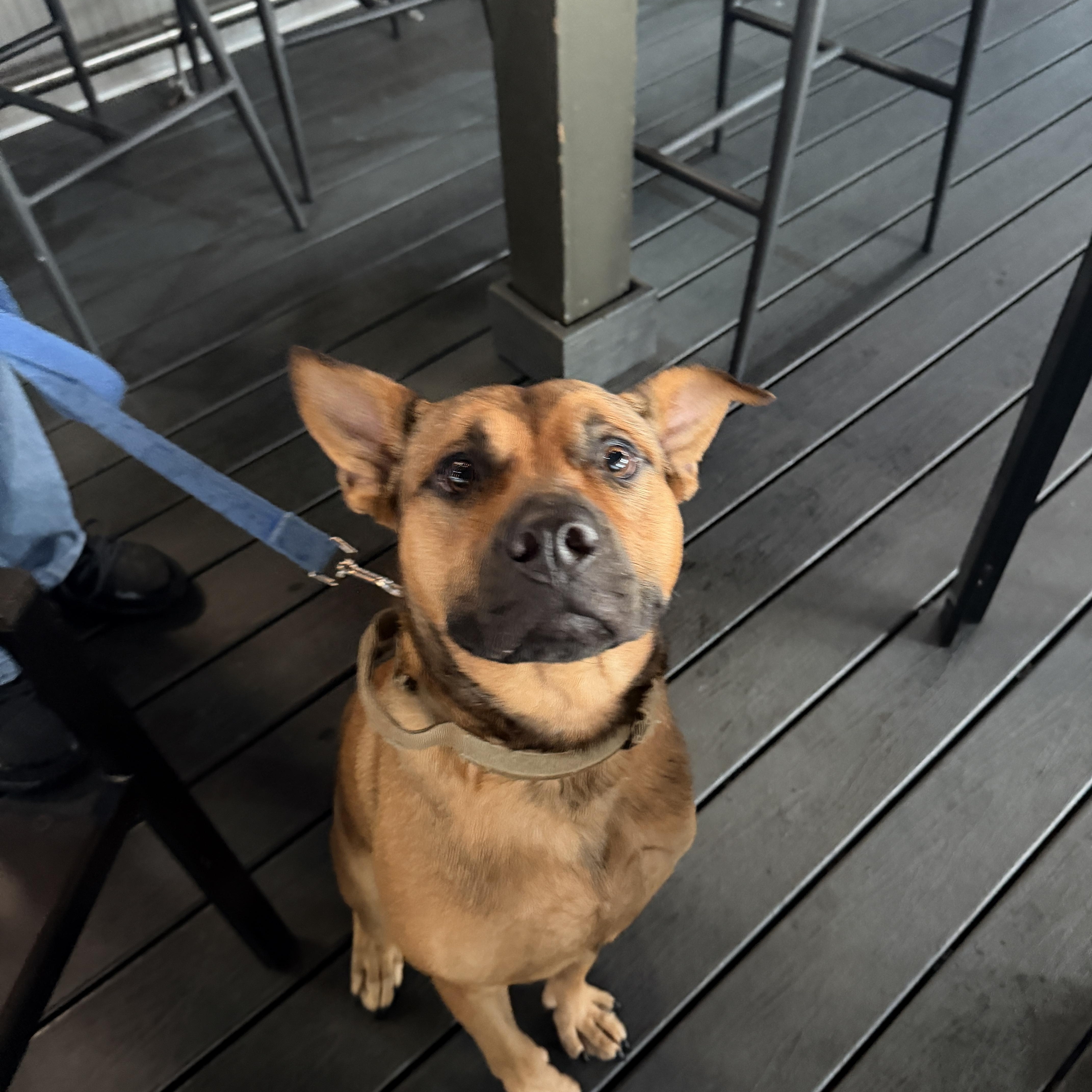 Rey, a ADOPTABLE mixed breed in LEHIGH ACRES, FL image 5/6