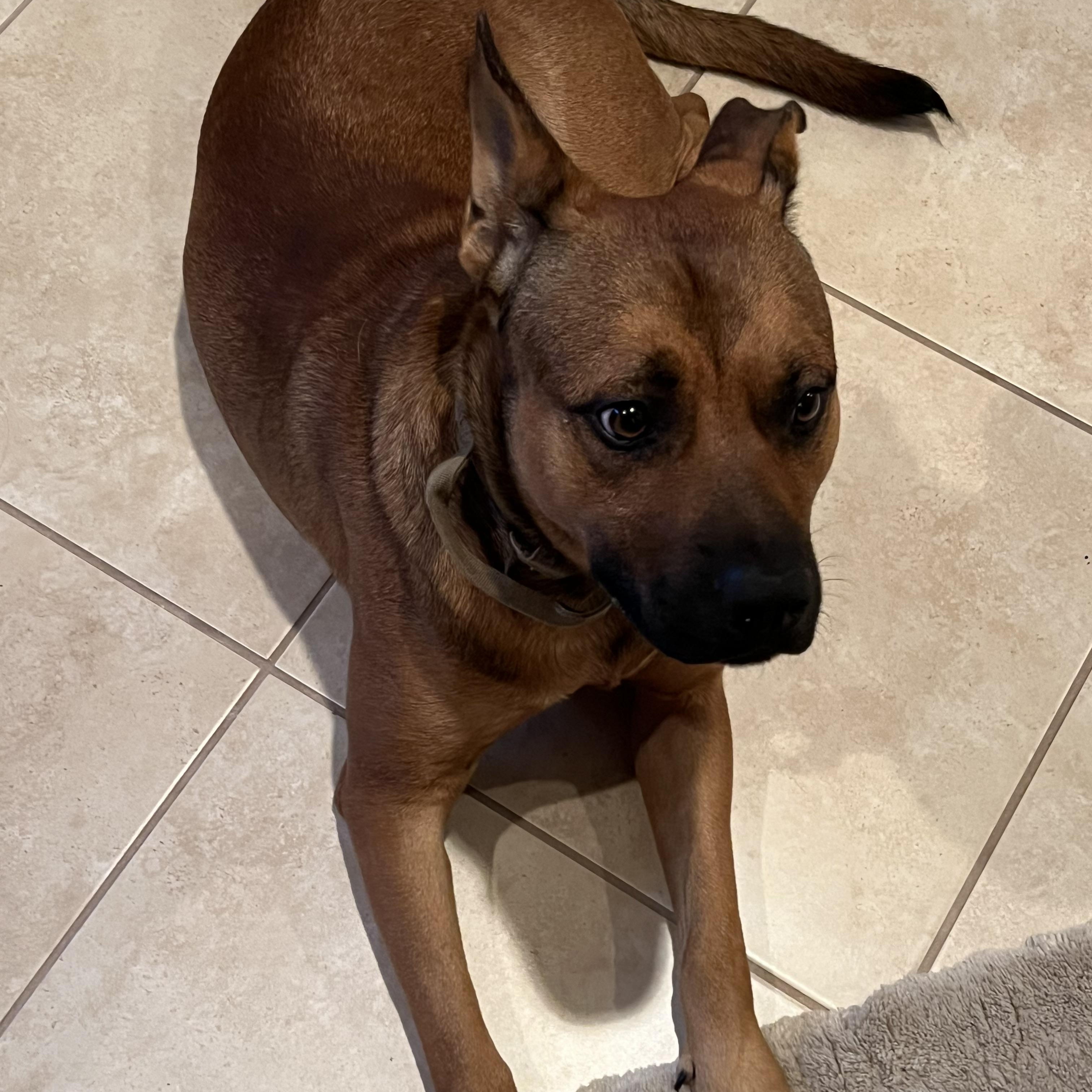Enlarge Rey, a ADOPTABLE mixed breed in LEHIGH ACRES, FL image 3/4