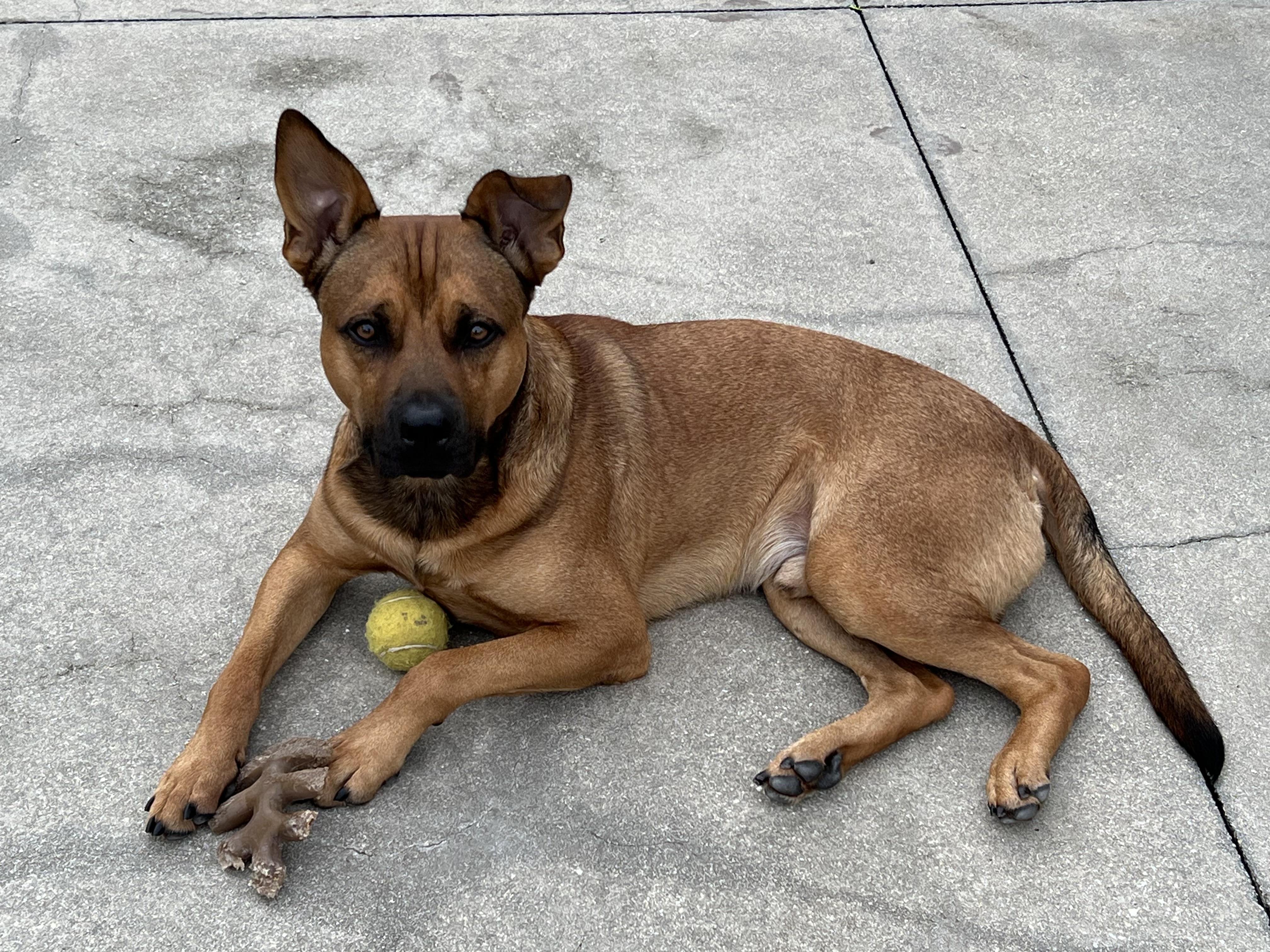 Enlarge Rey, an adoptable mixed breed in LEHIGH ACRES, FL image 4/6