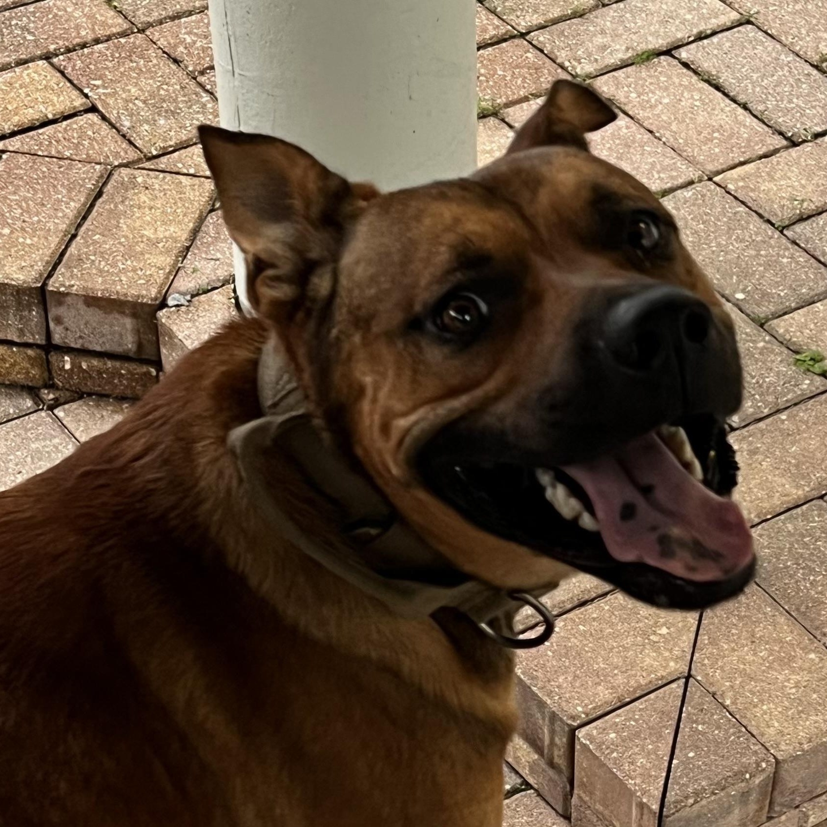 Rey, ADOPTABLE, Young Male Mixed Breed.