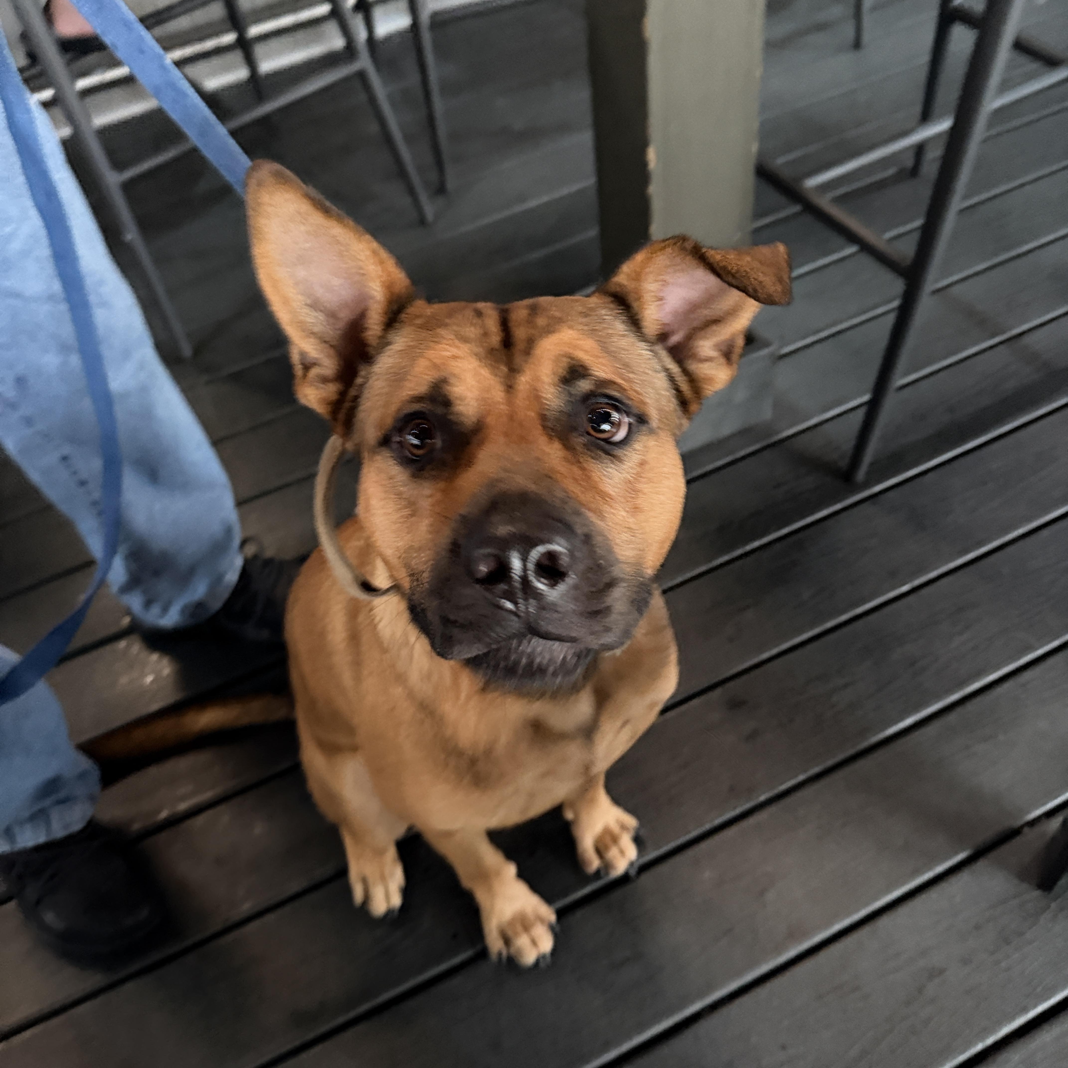 Rey, a ADOPTABLE mixed breed in LEHIGH ACRES, FL image 1/6