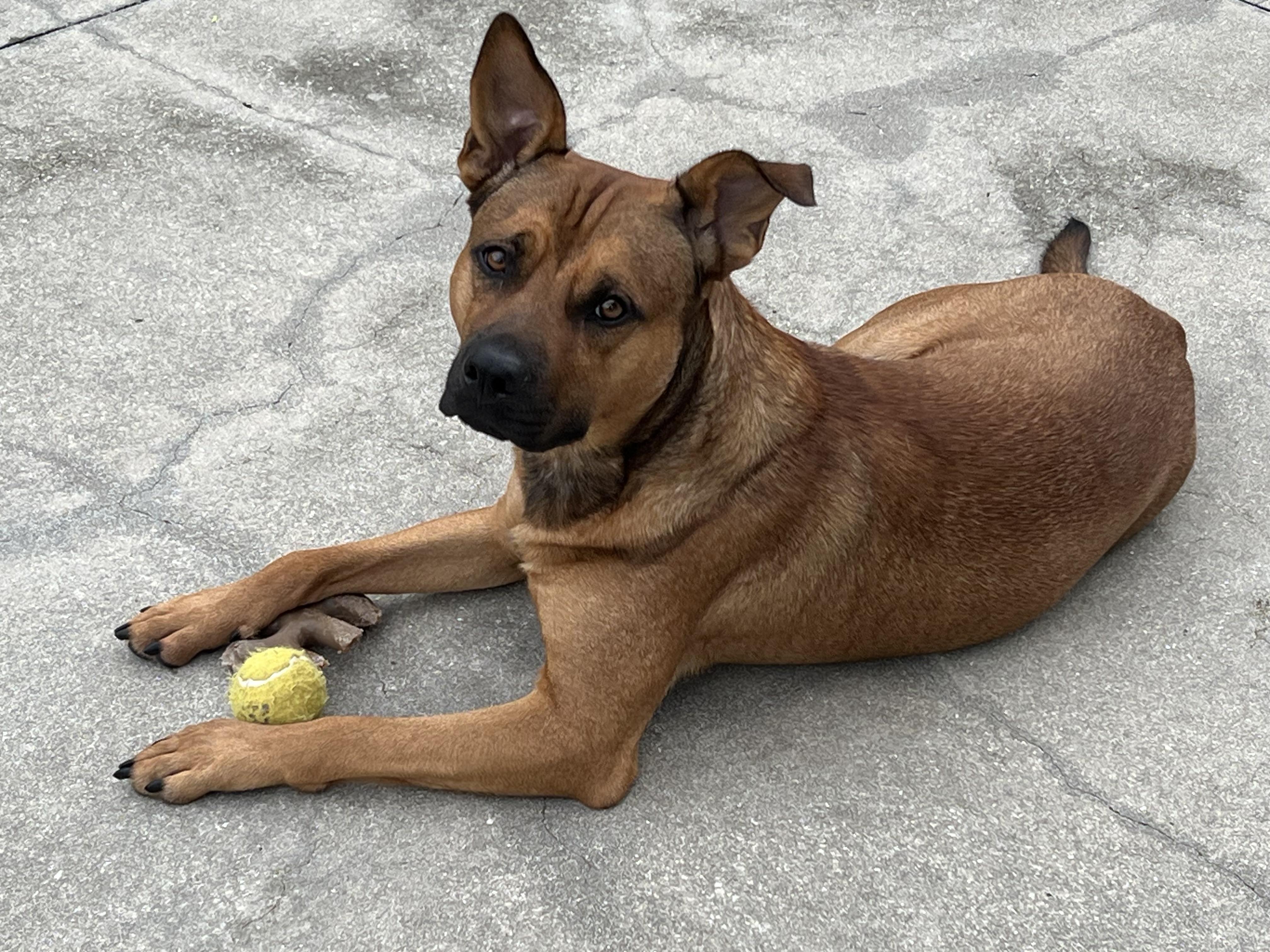 Enlarge Rey, an adoptable mixed breed in LEHIGH ACRES, FL image 6/6