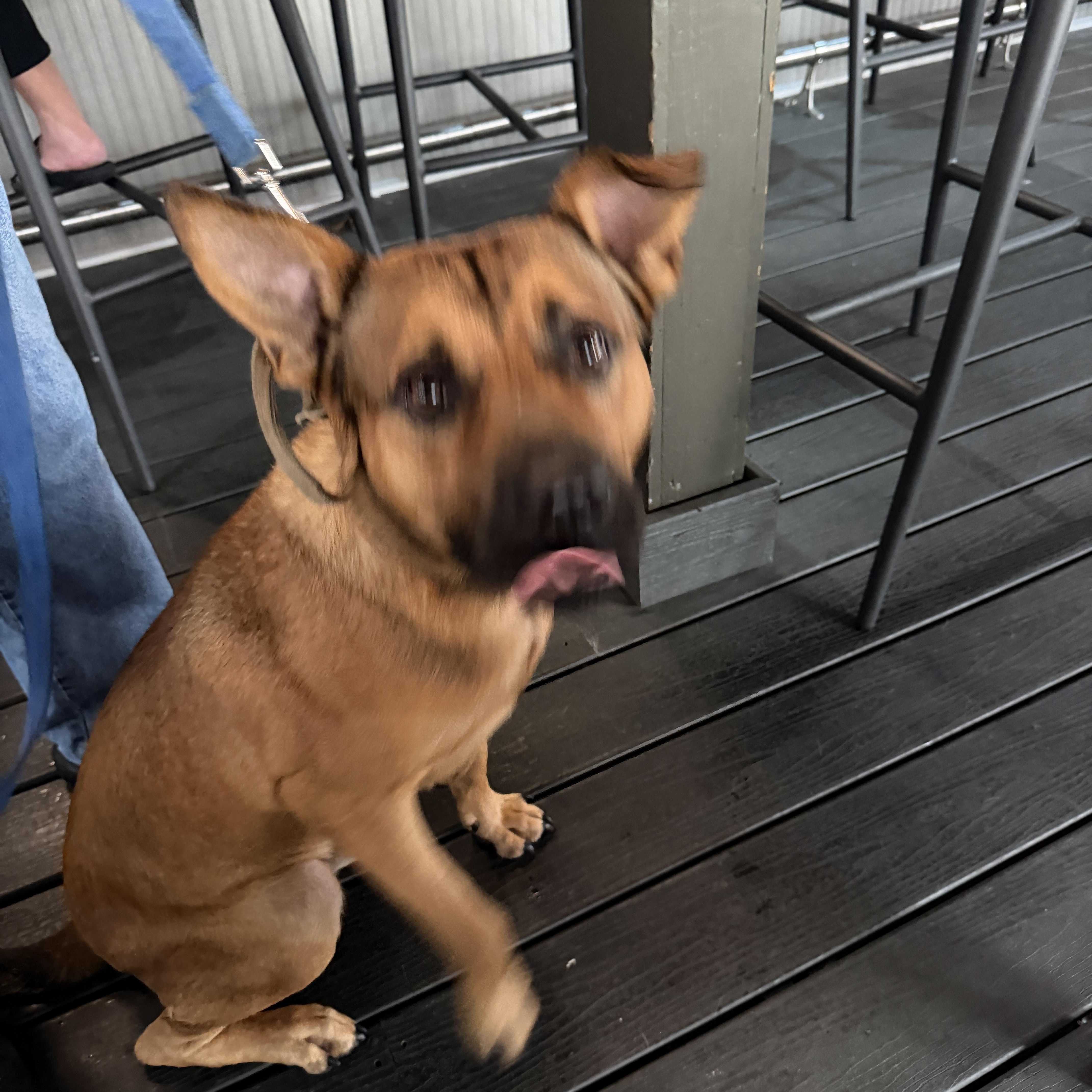 Rey, a ADOPTABLE mixed breed in LEHIGH ACRES, FL image 6/6