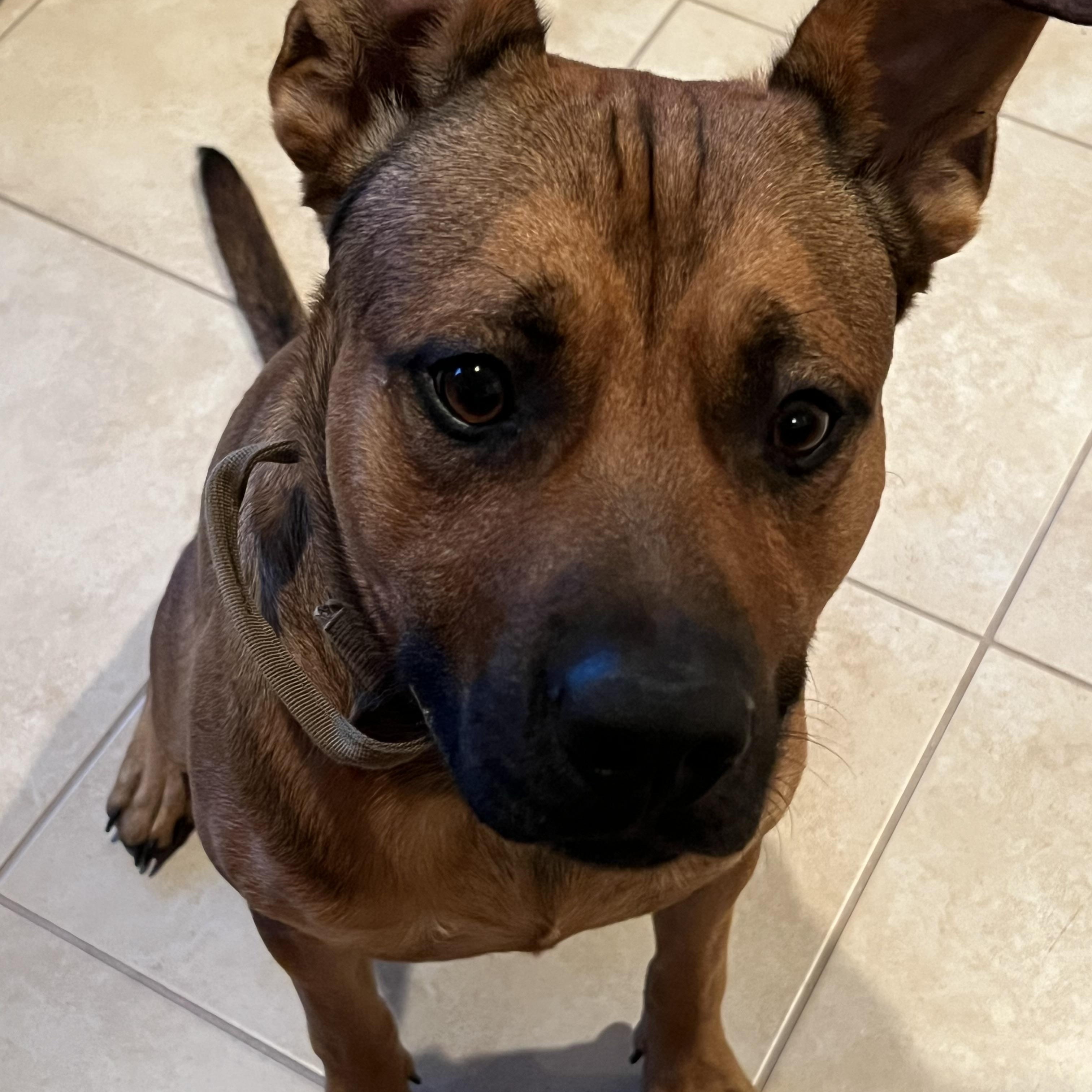 Enlarge Rey, a ADOPTABLE mixed breed in LEHIGH ACRES, FL image 4/4