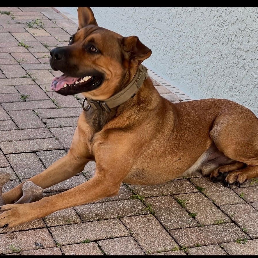 Enlarge Rey, a ADOPTABLE mixed breed in LEHIGH ACRES, FL image 2/4