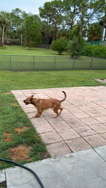 Enlarge Rey, an adoptable mixed breed in LEHIGH ACRES, FL video 5/6