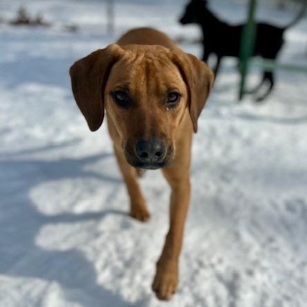 Chief, a Adoptable Mixed Breed in Poplar Bluff, MO image 1/4