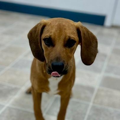 Enlarge Chief, a Adoptable Mixed Breed in Poplar Bluff, MO image 1/2