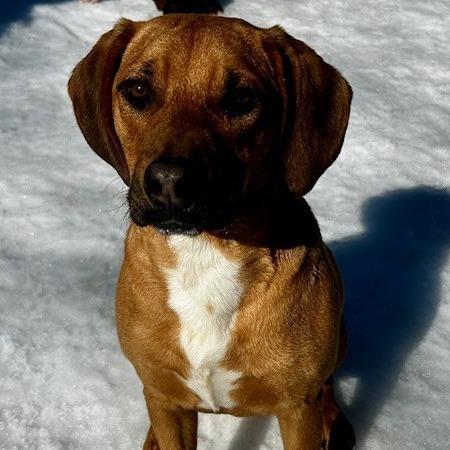 Chief, a Adoptable Mixed Breed in Poplar Bluff, MO image 3/4
