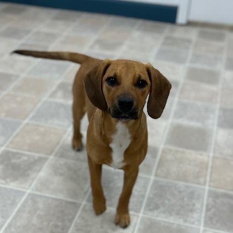 Enlarge Chief, a Adoptable Mixed Breed in Poplar Bluff, MO image 2/2