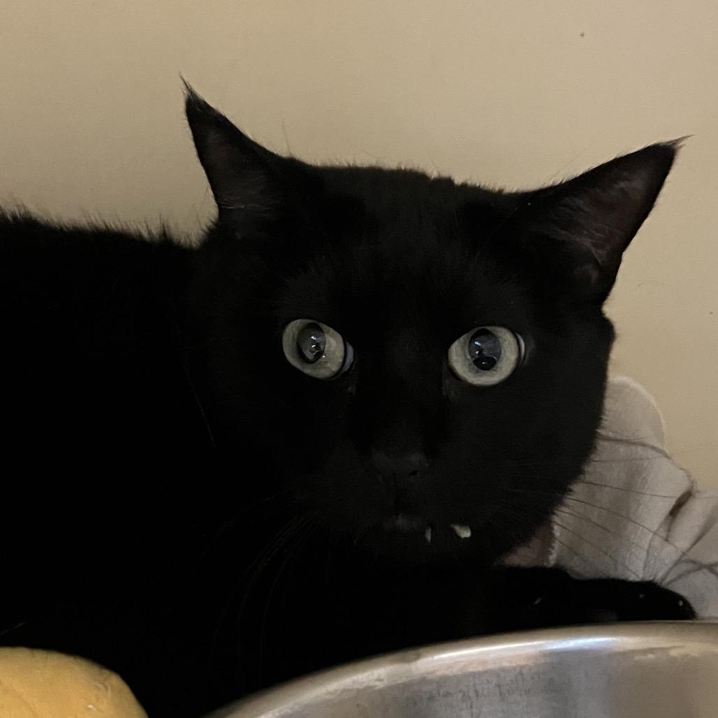 Maple, Adoptable, Adult Female Domestic Short Hair.