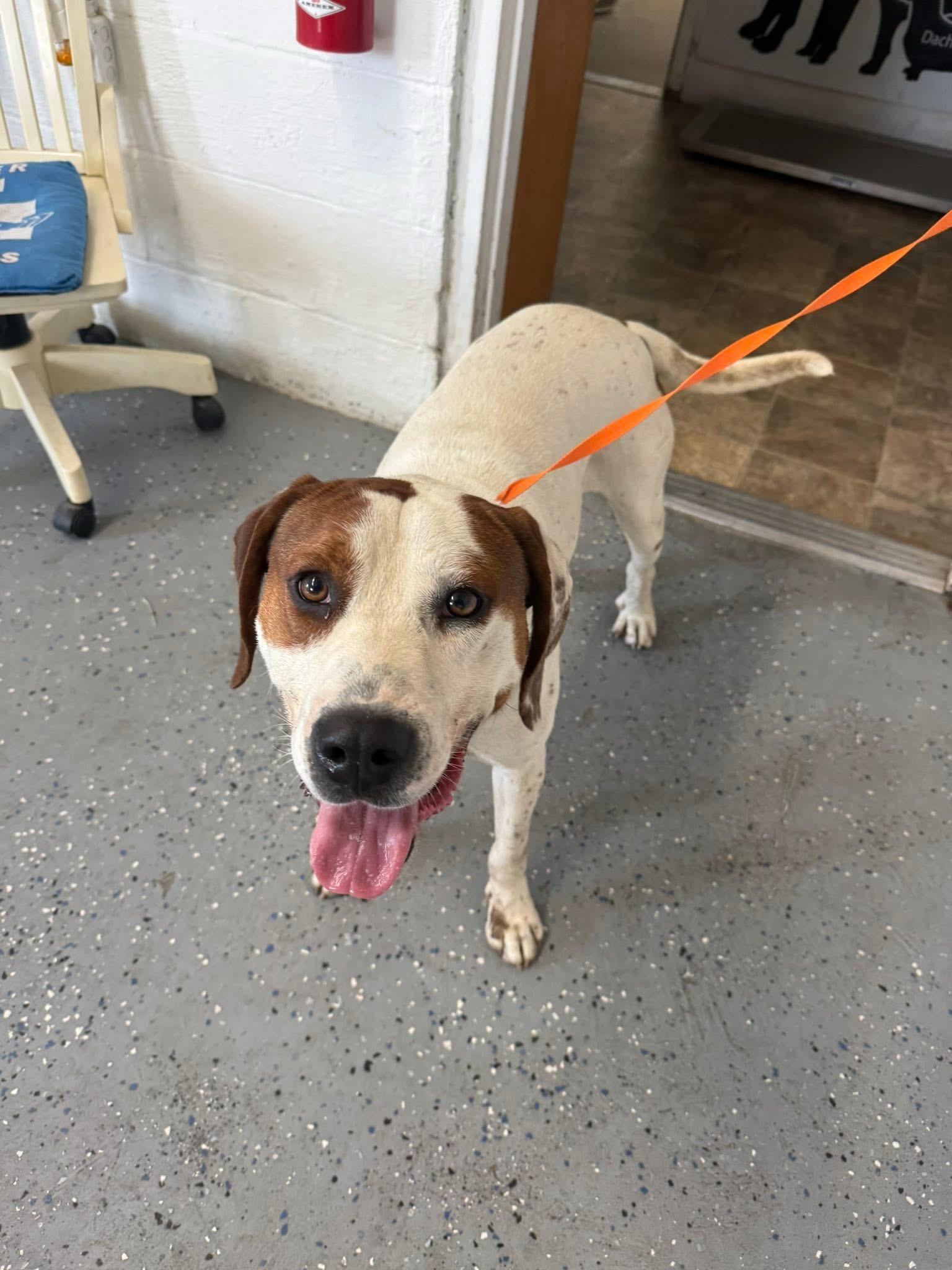 Enlarge Motley, a ADOPTABLE mixed breed in Lewisburg, TN image 1/1