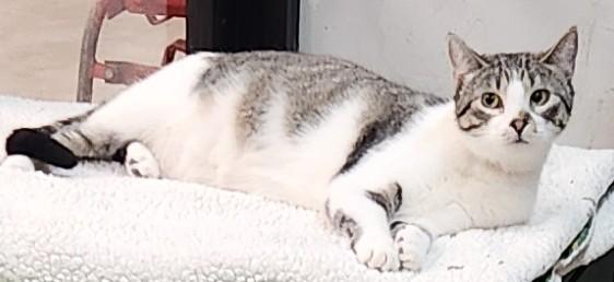 Kendall, adopted, Young Female Domestic Short Hair.