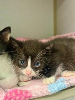 Mulligan, adoptable, Kitten Male Domestic Short Hair.