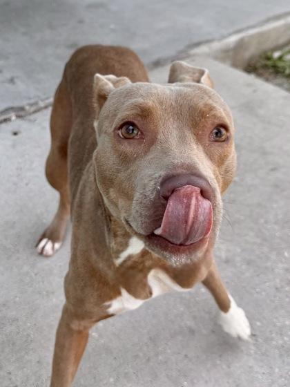Saskia, Adoptable, Adult Female Pit Bull Terrier & Mixed Breed.