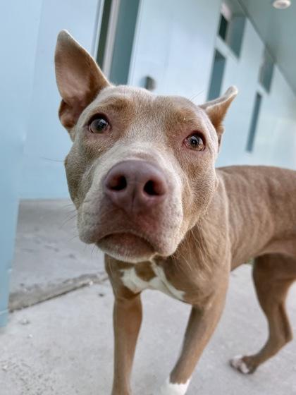 Saskia, a Adoptable mixed breed in New Orleans, LA image 2/2