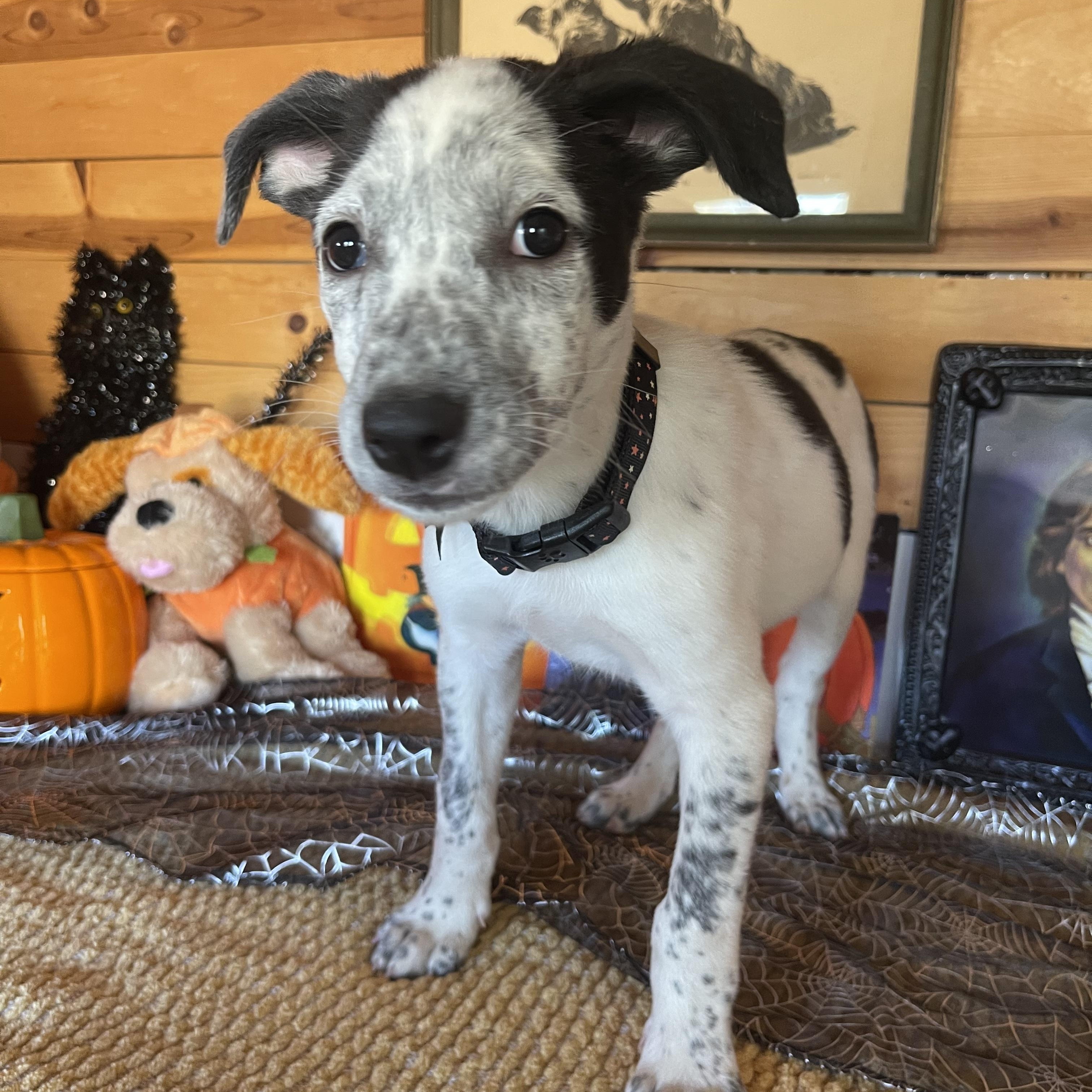 Enlarge Jemma, a Adopted mixed breed in Vacaville, CA image 1/4