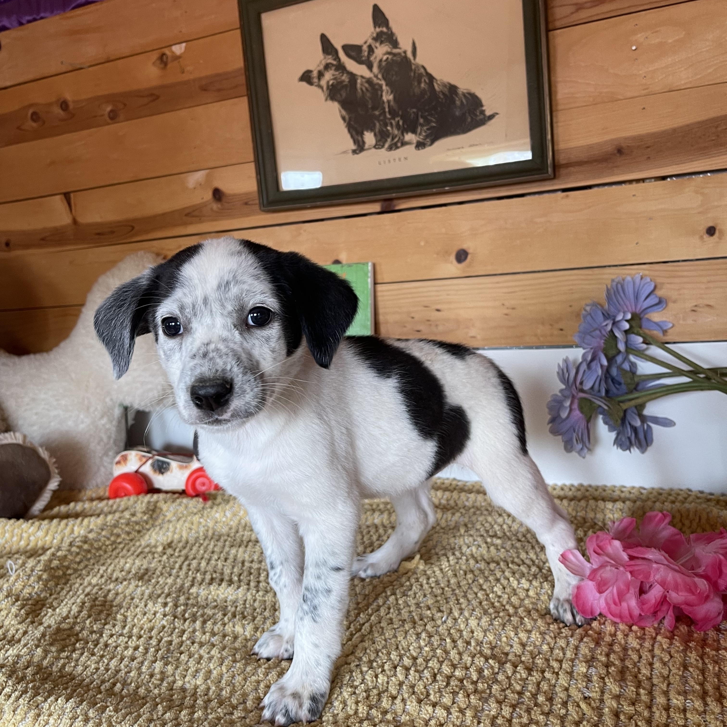 Jemma, Adopted, Puppy Female Cattle Dog.