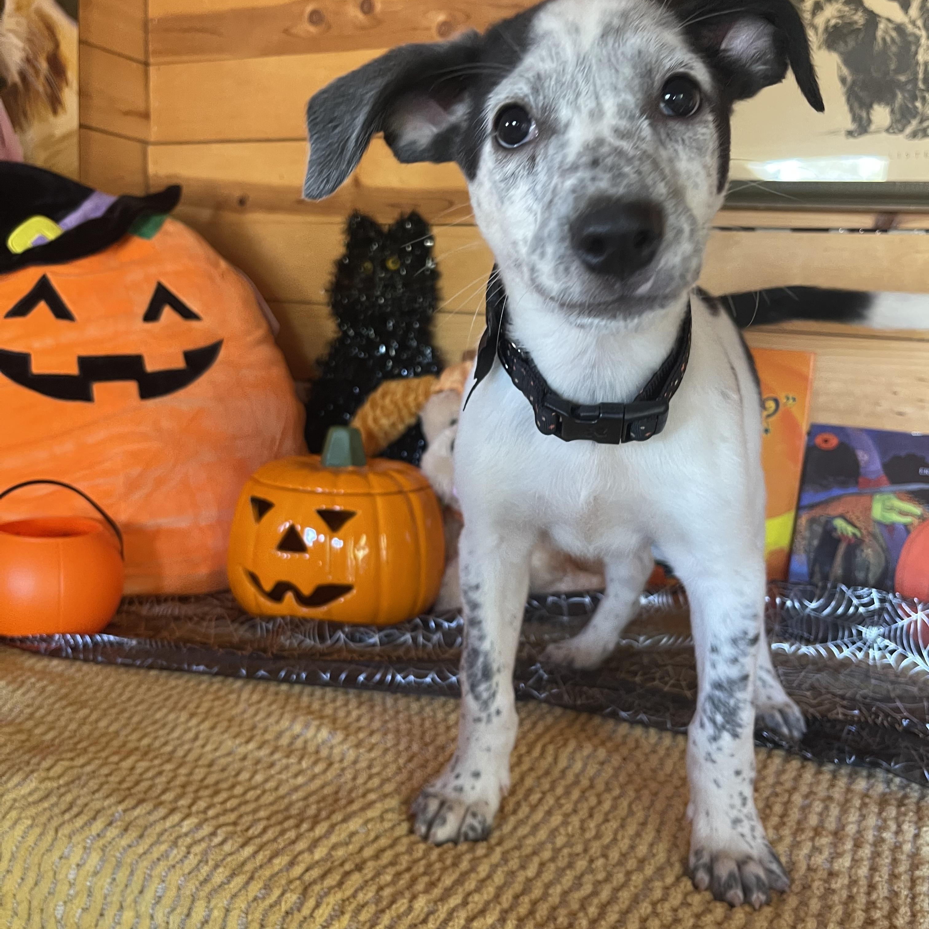 Enlarge Jemma, a Adopted mixed breed in Vacaville, CA image 4/4