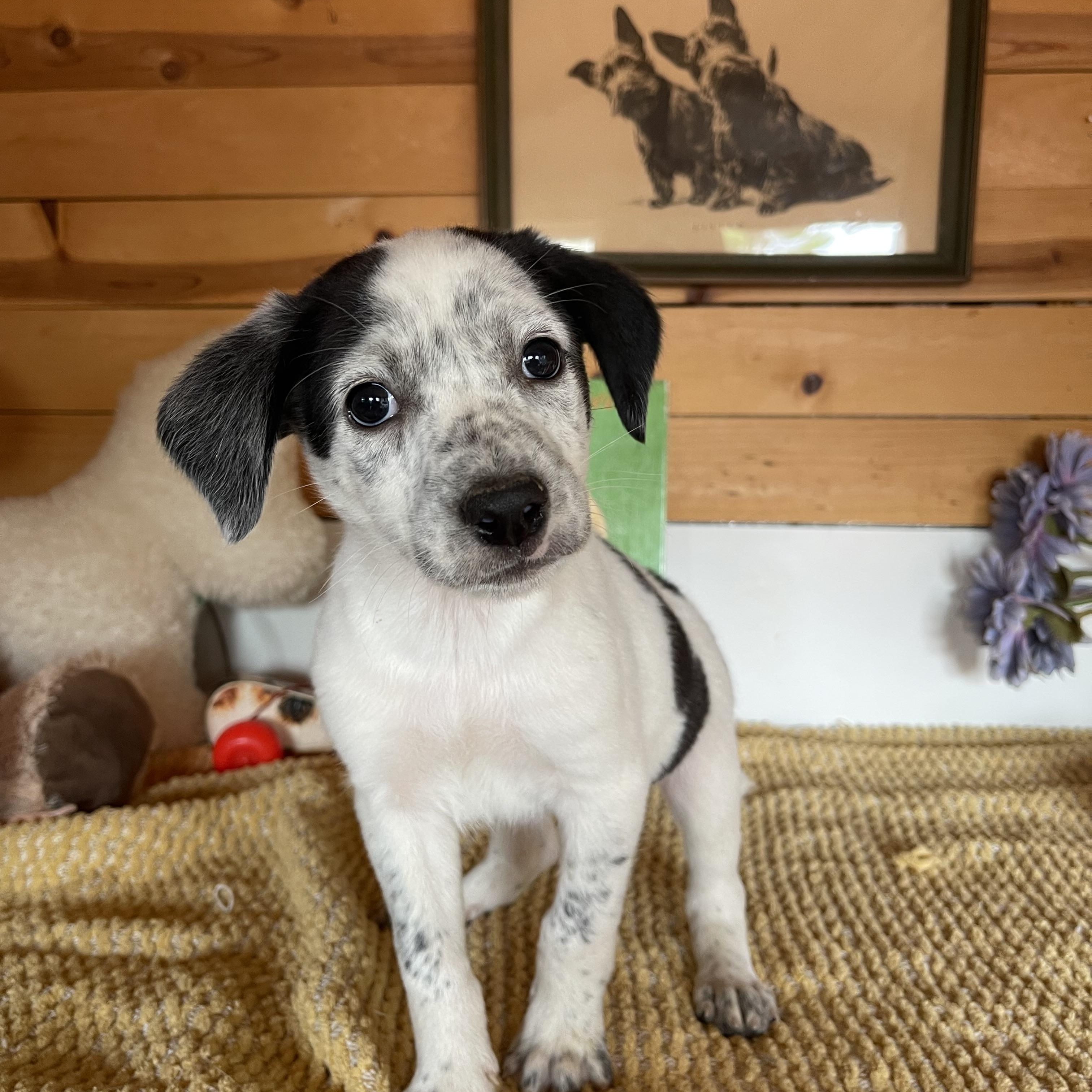 Enlarge Jemma, a Adopted mixed breed in Vacaville, CA image 2/3