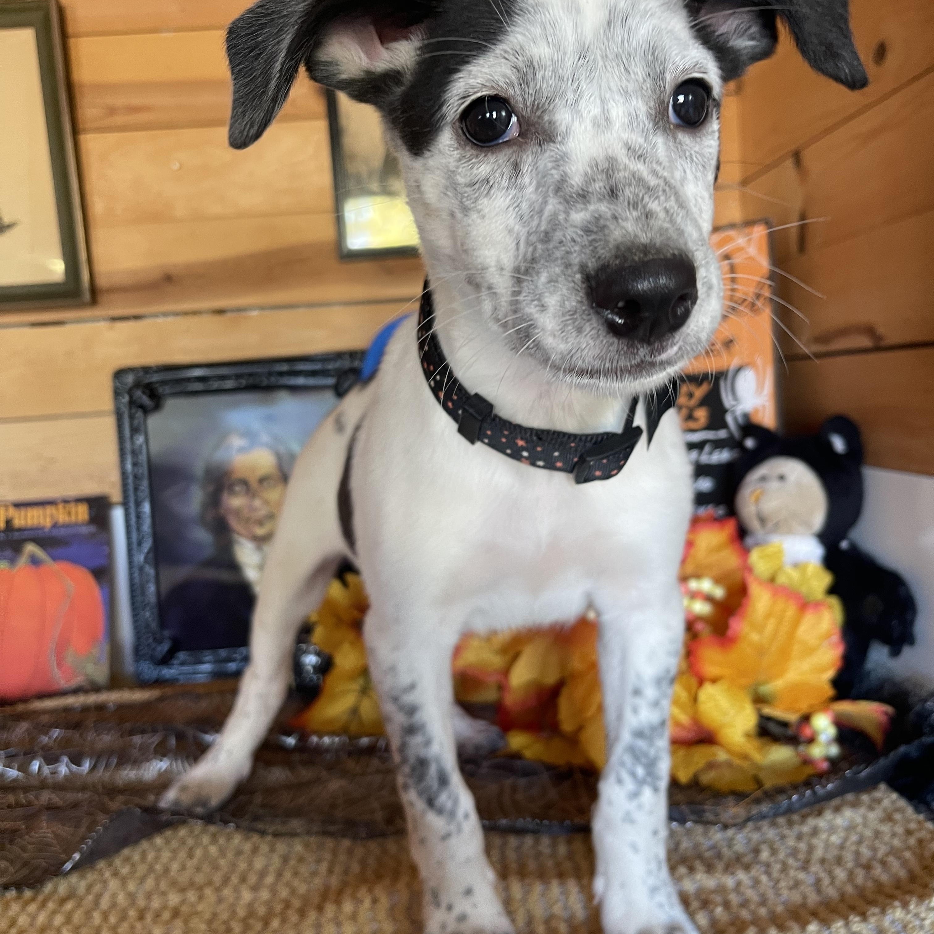 Enlarge Jemma, a Adopted mixed breed in Vacaville, CA image 3/4